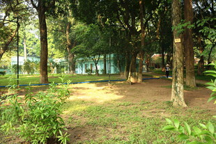 越南林间静谧景色