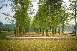 越南竹林景观 清新自然之境