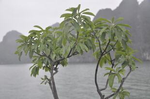 越南水边孤树 尽显自然之美