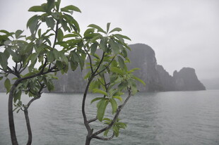 越南雾中湖畔绿树与远山