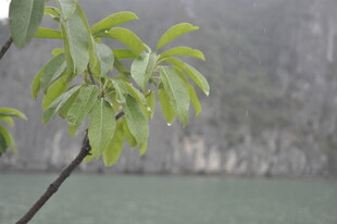 越南嫩绿枝叶映衬朦胧山水