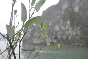 越南江边枝叶与远山景致