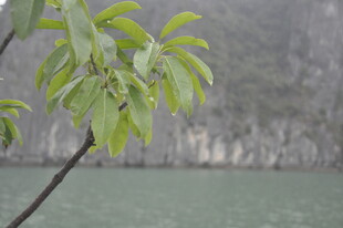 越南雨中嫩绿枝叶 清新自然