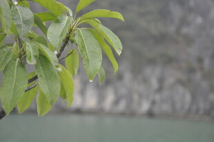 越南绿叶生机 展现自然清新美