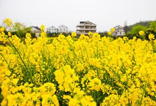 金黄油菜花田中的建筑