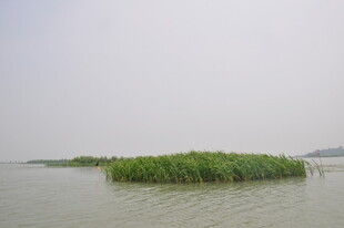 水上绿岛