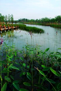 湖畔湿地风光