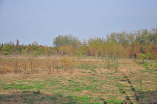 田野风光