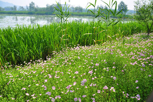 湖畔野花盛放的自然美景