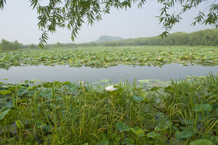 夏日荷塘美景