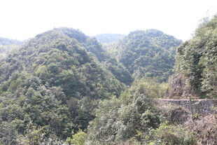 山间葱郁景色