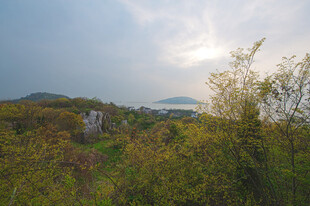 山间晨光中的葱郁植被
