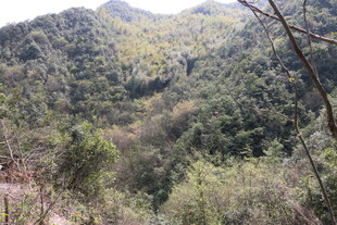 青山葱郁的山林景观