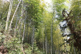 茂密翠绿的山间竹林景观