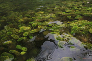 越南水中青苔景观