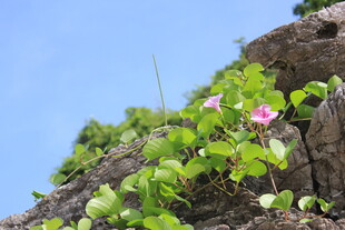 越南岩石上绽放的粉色牵牛花