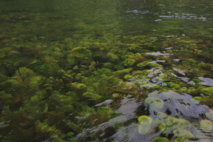越南清澈水底的繁茂水生植物