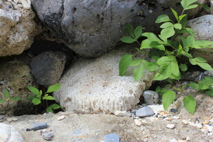 越南石缝中的绿色生机