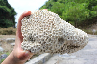 越南手持独特纹理珊瑚标本