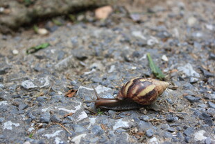 越南路面上爬行的带壳小蜗牛