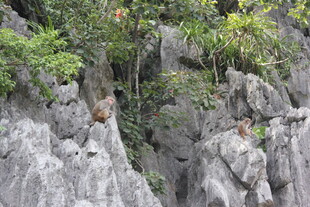 越南岩石上的猴子与绿植