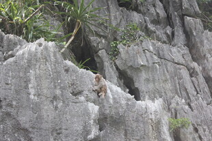 越南猴子挑战陡峭灰色岩壁