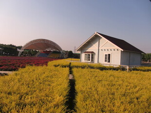 田园小屋旁的金黄花田