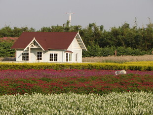 田园小屋旁的多彩花田