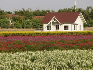 田园小屋旁的多彩花田