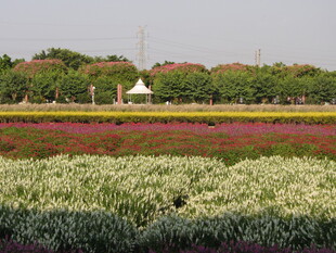 多彩花田景观