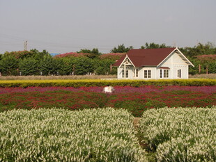 田园小屋旁的多彩花田