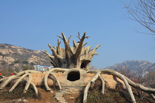 奇特树根造型景观