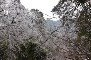 冬日覆雪山林景观
