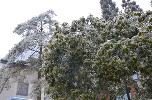 雪覆绿树景