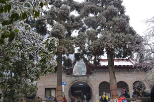 雪覆古建 游人赏景添韵致