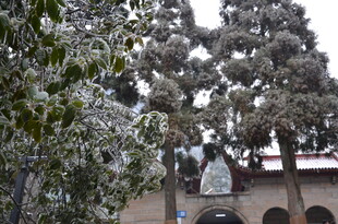雪覆树木与古建筑景观