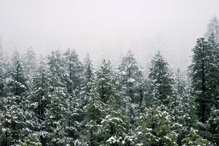 雪覆森林美景