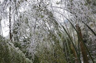 雪覆竹林美景