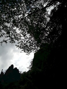 林间树梢望天空景象