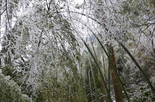 雪覆竹林美景