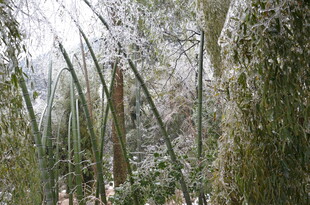 冬日雪覆竹林景致