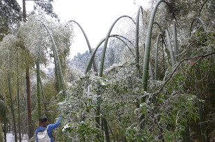 雪覆竹林景观