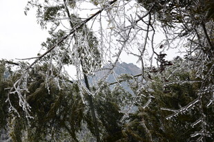 雪覆树枝 冬日山林景致