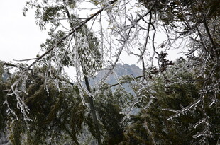 雪覆松枝美景
