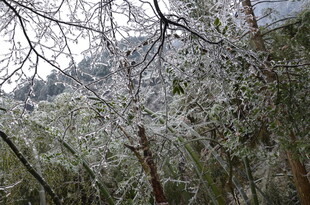 雪覆树枝的冬日山林景象