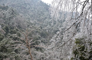 雪覆山林美景