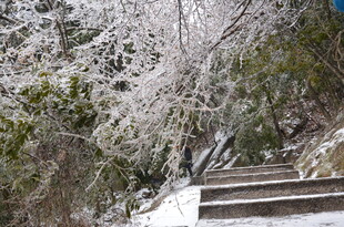 雪覆台阶旁的葱郁树木
