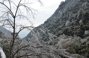 雪山下的山林景观