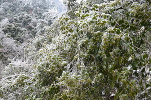 雪覆绿树美景