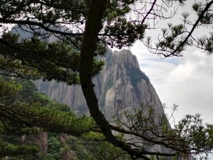 巍峨山峰旁的苍劲松树